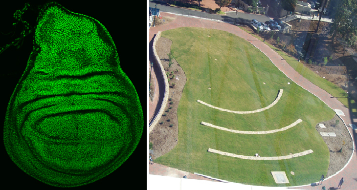 The image on the left is a Drosophila imaginal wing disc, measuring less than 0.5mm across, stained green with DAPI. The image on the right is the lawn adjacent to the Genome Science Building. The similarities, while by coincidence, are striking. This place was made to do fly research!